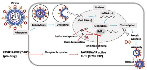 Understanding the pharmacokinetics of Favipiravir:。